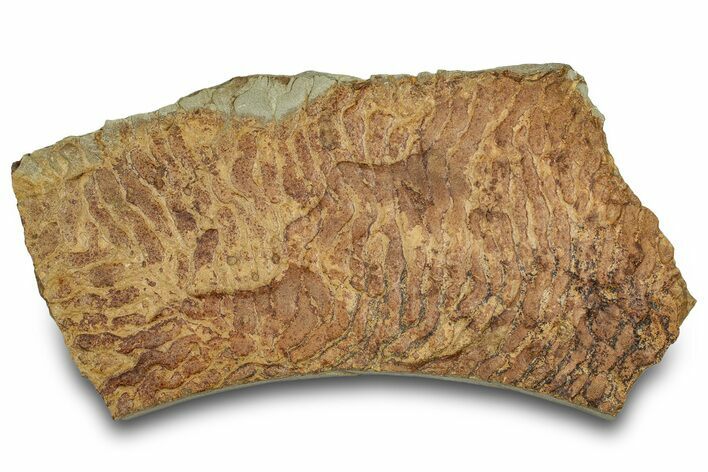 Pennsylvanian, Fossil Microbial Mat - Oklahoma #301926